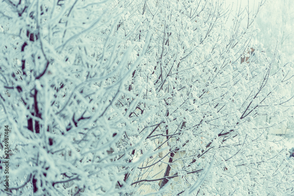 Winter texture of the branches of trees covered with a thick layer of snow. Winter texture of the branches of trees covered with a thick layer of snow.
