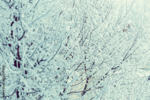 Winter texture of the branches of trees covered with a thick layer of snow.