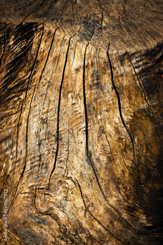 lines on an old weathered stump