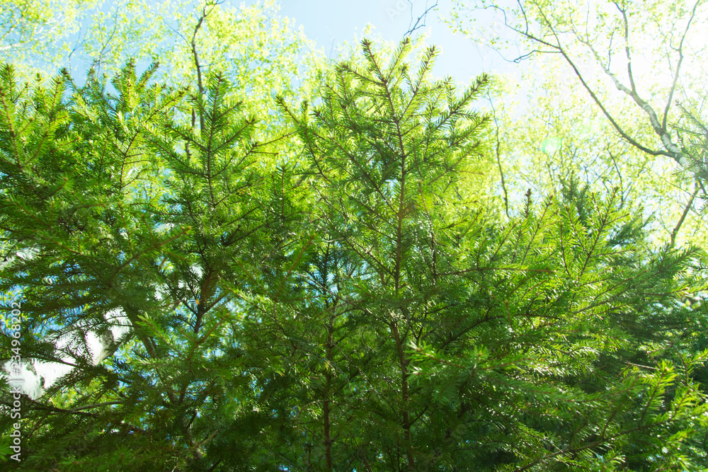 spring panorama of a scenic forest of trees with fresh green leaves and the sun casting its rays of light through the foliage spring panorama of a scenic forest of trees with fresh green leaves and the sun casting its rays of light through the foliage