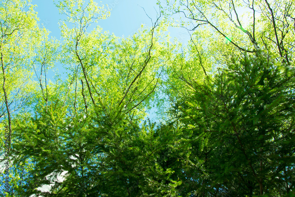 spring panorama of a scenic forest of trees with fresh green leaves and the sun casting its rays of light through the foliage spring panorama of a scenic forest of trees with fresh green leaves and the sun casting its rays of light through the foliage