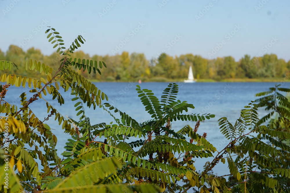 Fototapeta premium Golden autumn