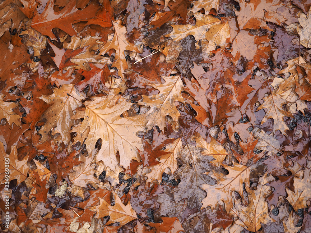 brown leaves texture background