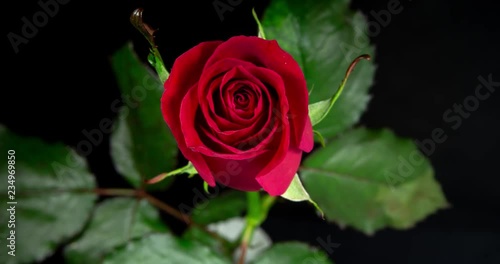 Timelapse of red rose growing blossom from bud to big flower on black background. Flower wilting without water