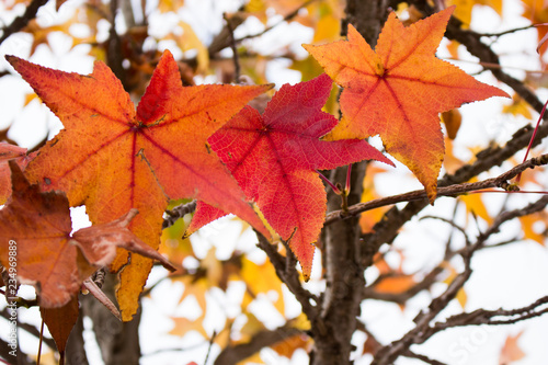 Maple trees with autumn colors on the Benevento long river