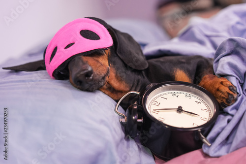 Black and tan dog breed dachshund sleep in bed with sleeping mask and alarm clock. Live with schedule, time to wake up. photo