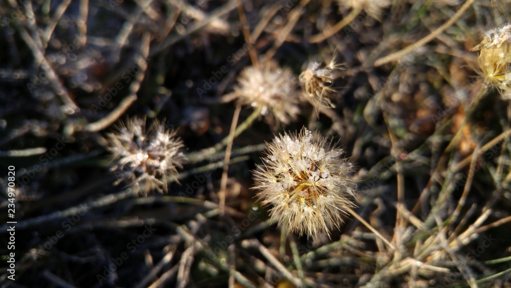 Ice crystals on a dry dandelion in the field