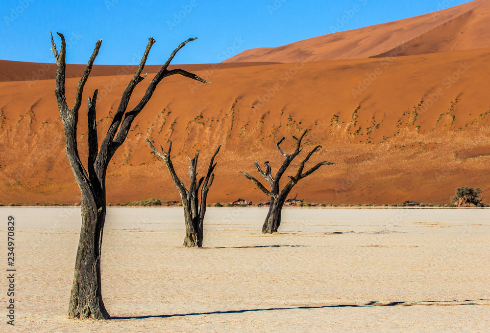 Dead acacia Trees and red dunes in Deadvlei. Sossusvlei. Namib-Naukluft National Park, Namibia. Dead acacia Trees and red dunes in Deadvlei. Sossusvlei. Namib-Naukluft National Park, Namibia.