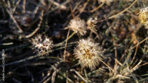 Ice crystals on a dry dandelion in the field