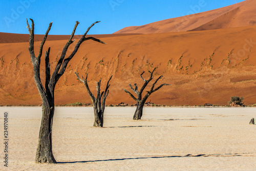 Dead acacia Trees and red dunes in Deadvlei. Sossusvlei. Namib-Naukluft National Park  Namibia.