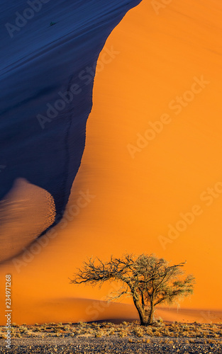 Single tree on the background of a beautiful dune. Black and white photography. Africa. Landscapes of Namibia. Sossusvlei. Namib-Naukluft National Park.