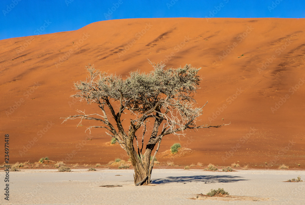 Single tree on the background of a beautiful dune and blue sky. Stunning light and color. Africa. Landscapes of Namibia. Sossusvlei. Namib-Naukluft National Park.