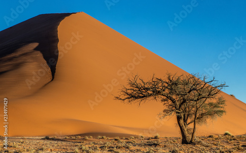 Single tree on the background of a beautiful dune and blue sky. Stunning light and color. Africa. Landscapes of Namibia. Sossusvlei. Namib-Naukluft National Park.