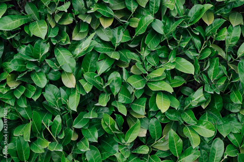 Bright green hedge in the park