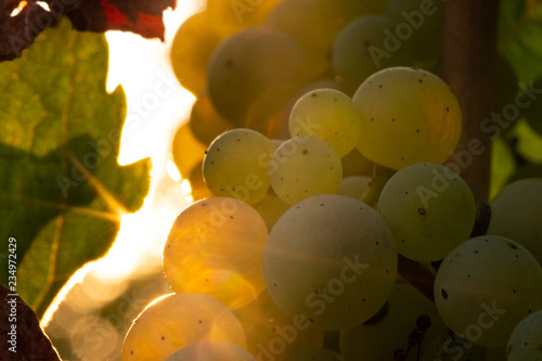 Herbstliche Wintraube am Stock