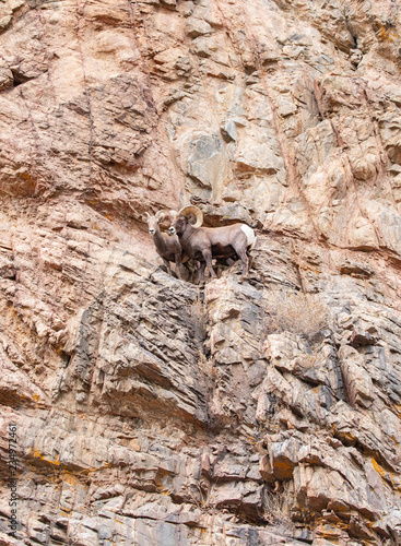 Bighorn Sheep Ram and Ewe During Rut