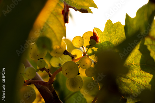 Herbstliche Wintraube am Stock