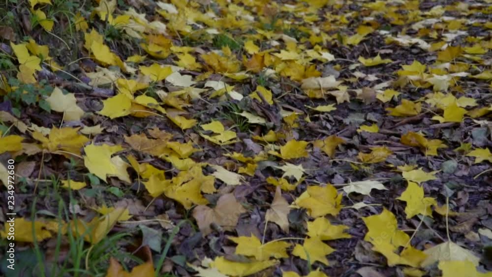Autumn yellow and brown maple leaves on ground Autumn yellow and brown maple leaves on ground