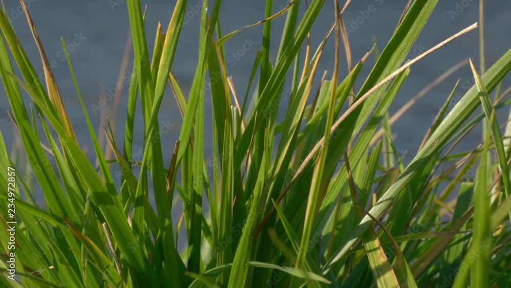 Green Grass Near The Pond On A Sunny Autumn Day Green Grass Near The Pond On A Sunny Autumn Day