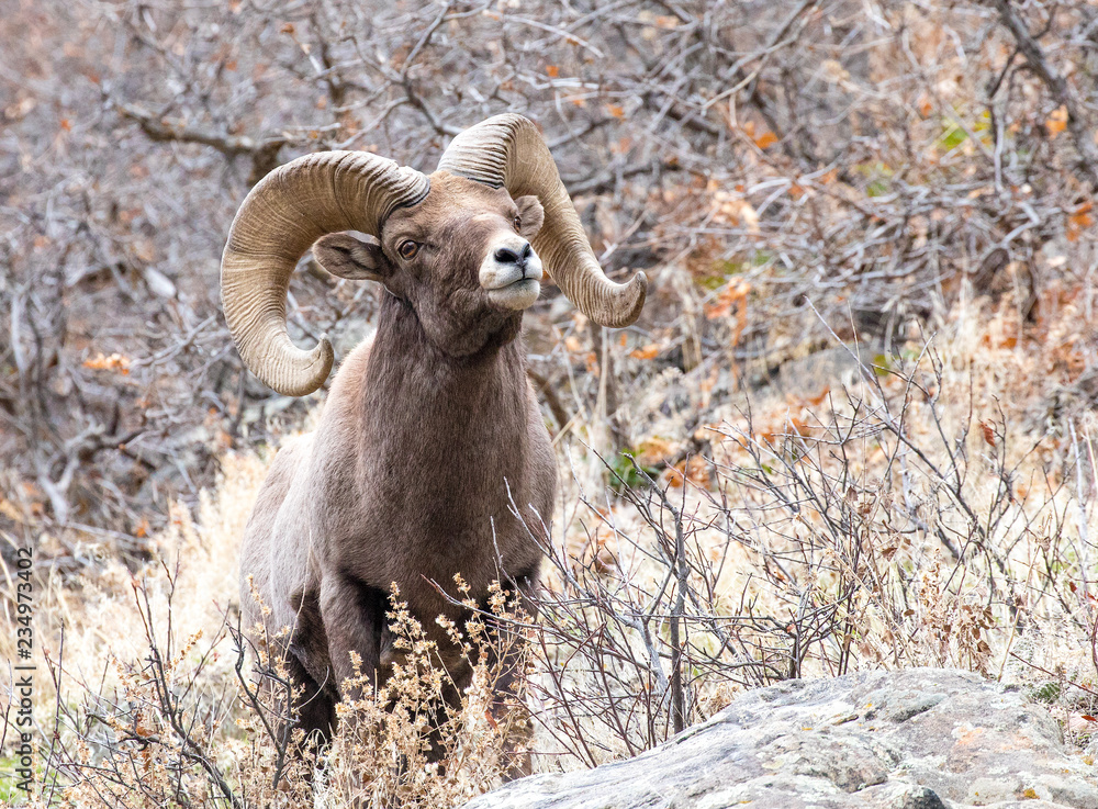 Naklejka premium Bighorn Sheep Ram Close Up