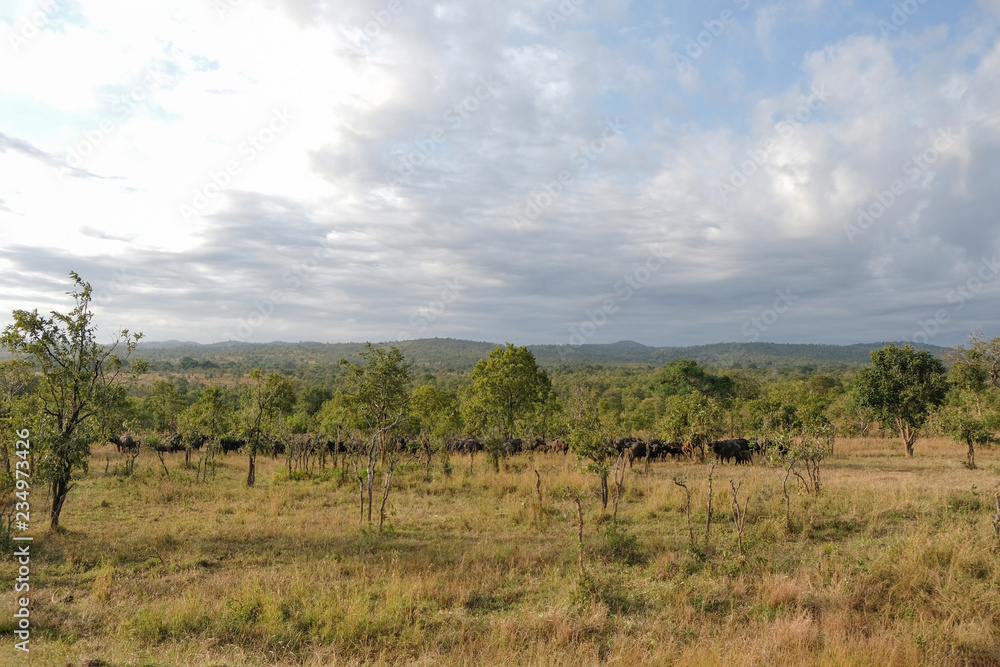 Herd of buffaloes in national park Tanzania