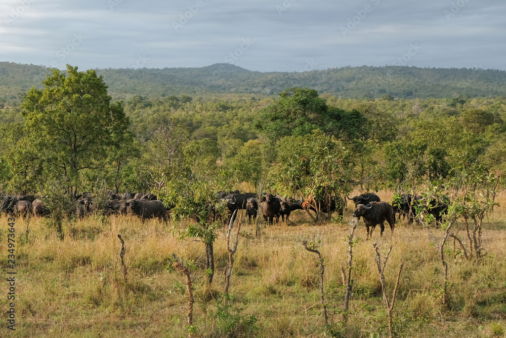 Fototapeta premium Herd of buffaloes in national park Tanzania