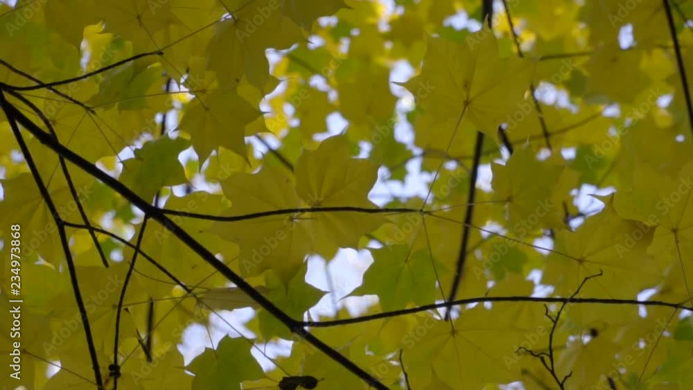 Autumn yellow maple leaves on maple tree branch - low angle 3 Autumn yellow maple leaves on maple tree branch - low angle 3