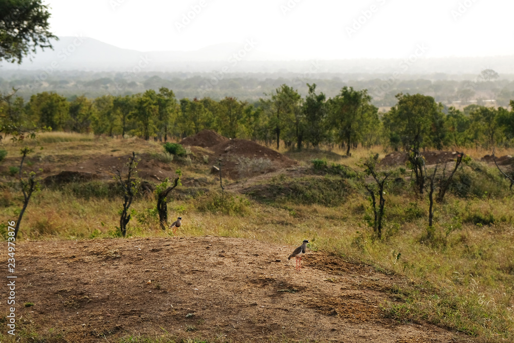 Bird look at herd of buffaloes in national park Tanzania Bird look at herd of buffaloes in national park Tanzania