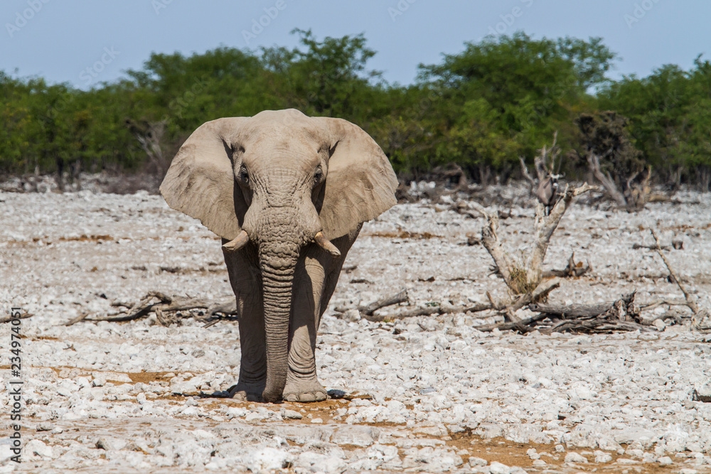 Elephant at Okaukuejo waterhole in Etosha National Park in Namibia