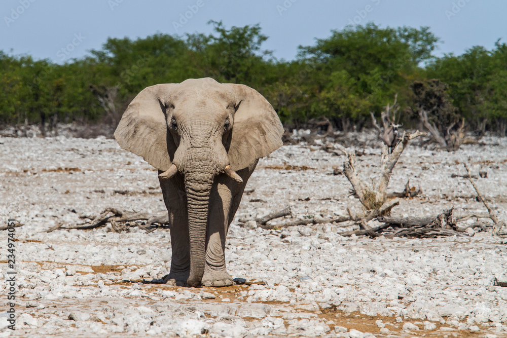 Fototapeta premium Elephant at Okaukuejo waterhole in Etosha National Park in Namibia