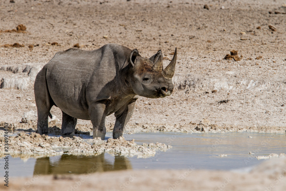 Black rhino in the white mud in Etosha National Park in Namibia Black rhino in the white mud in Etosha National Park in Namibia
