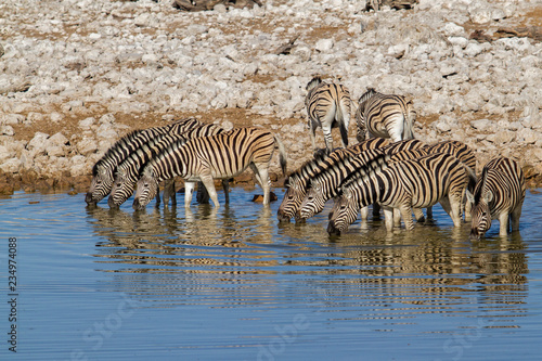 A herd of zebra drinking in a waterhole at Okaukuejo restcamp in Etosha National Park in Namibia
