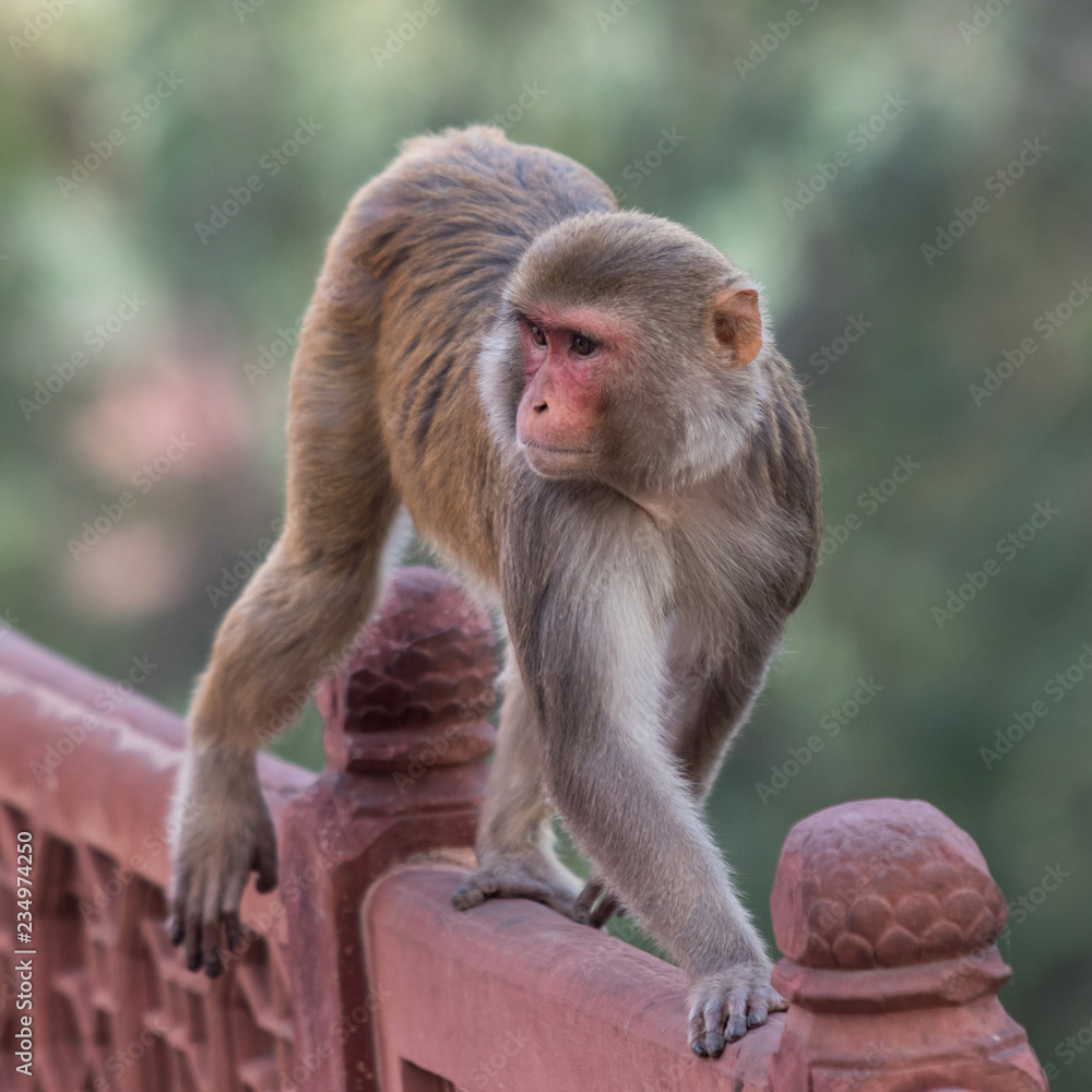 Fototapeta premium macaque at the Taj mahal Temple in Agra in India