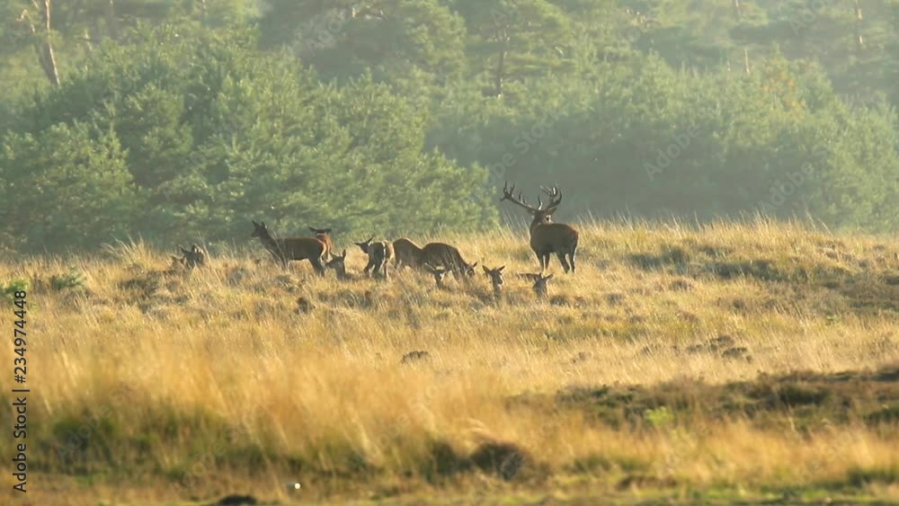 Herd of red deer cervus elaphus rutting and roaring during sunset, rutting during mating season on a a landscape with hills, fields and a beautifull sunset Herd of red deer cervus elaphus rutting and roaring during sunset, rutting during mating season on a a landscape with hills, fields and a beautifull sunset