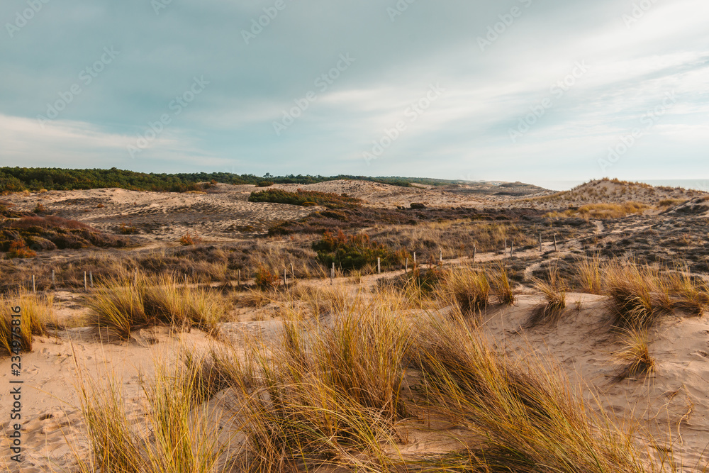 landscape in the dune