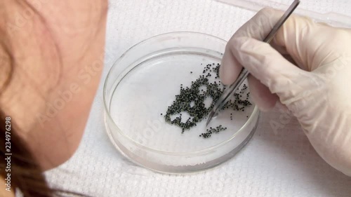 Closeup, researcher selecting xenopus oocytes with forceps in petri dish photo