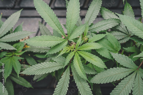 Green cannabis leaves growing. 