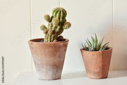 cactus and succulent