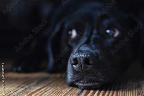 dog lying on the floor