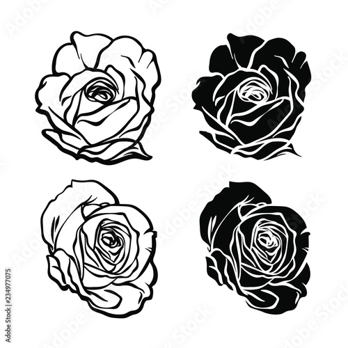 Fototapeta Naklejka Na Ścianę i Meble -  Vector realistic sketch of black roses, vector illustration isolated on white background