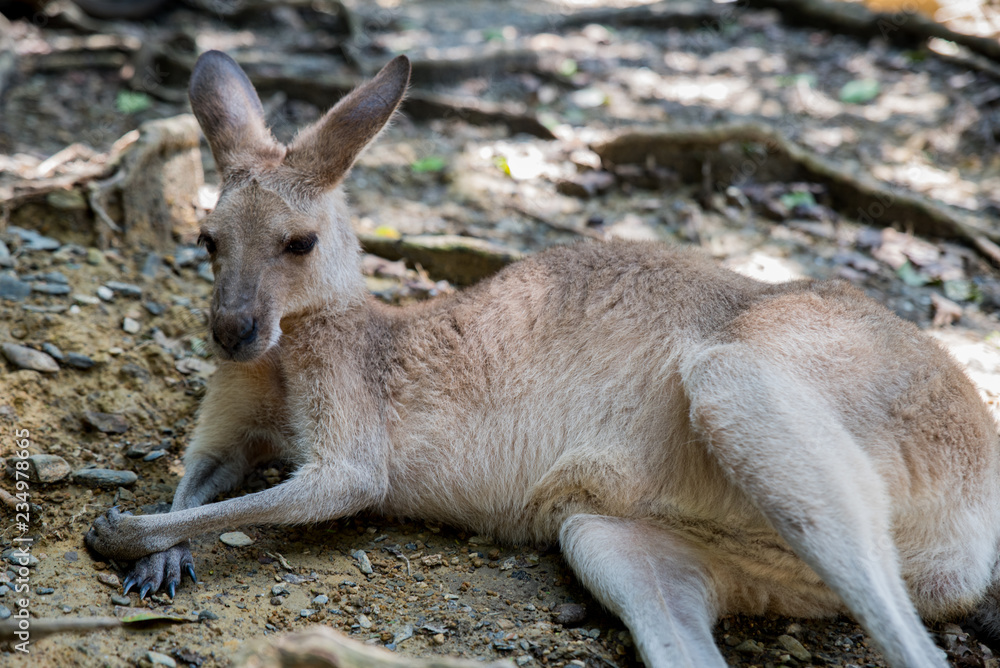 relaxed kangaroo relaxed kangaroo