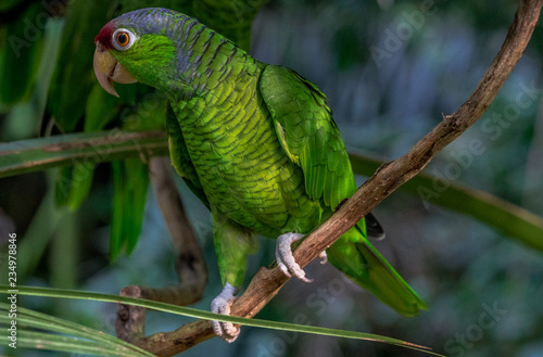 Bright Green, Blue, and Red Plumage on a Blue Crested Parrot Perched on a Vine