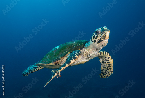 Sea turtle swimming Fototapet