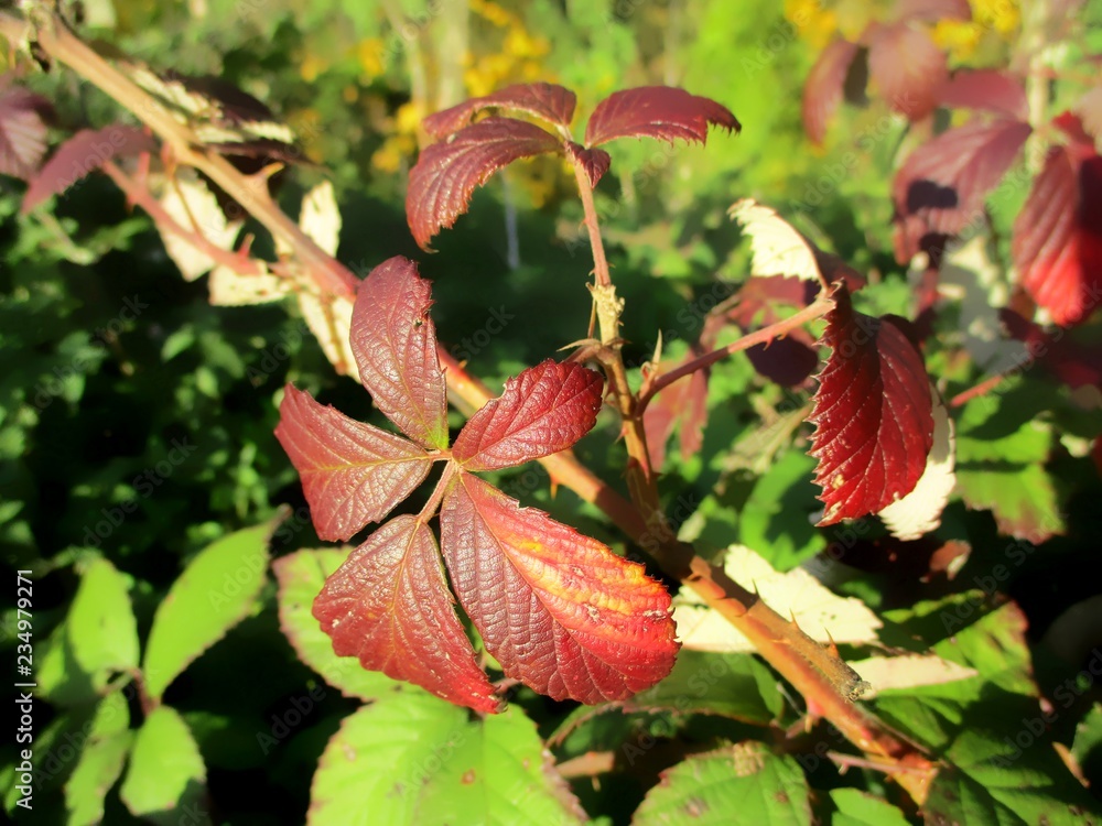 Feuillage rougi de ronce (Rubus) dans la campagne ensoleillée. Feuillage rougi de ronce (Rubus) dans la campagne ensoleillée.