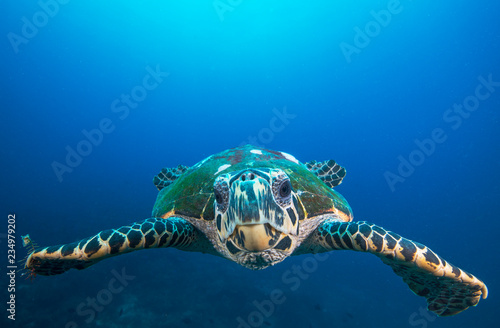 Photography Sea turtle swimming, underwater photo in open ocean with blue water around