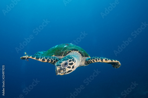 Sea turtle swimming in open ocean
