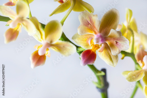 Phalaenopsis hybrid. Beautiful varietal rare orchid. Macro