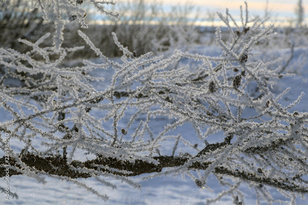 Beautiful winter landscape, frost on the branches of trees, the first snow, Beautiful winter landscape, frost on the branches of trees, the first snow,