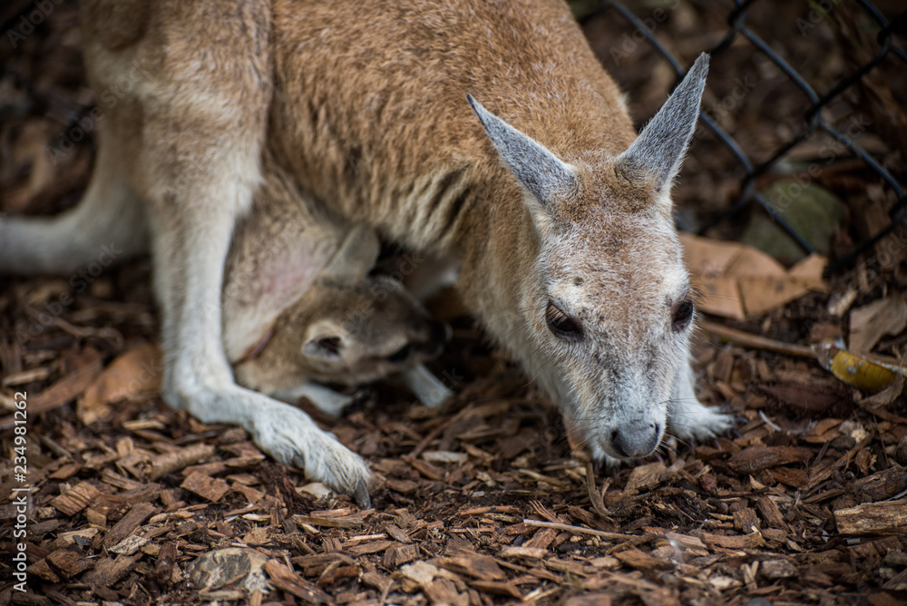 kangaroo mother and her baby
