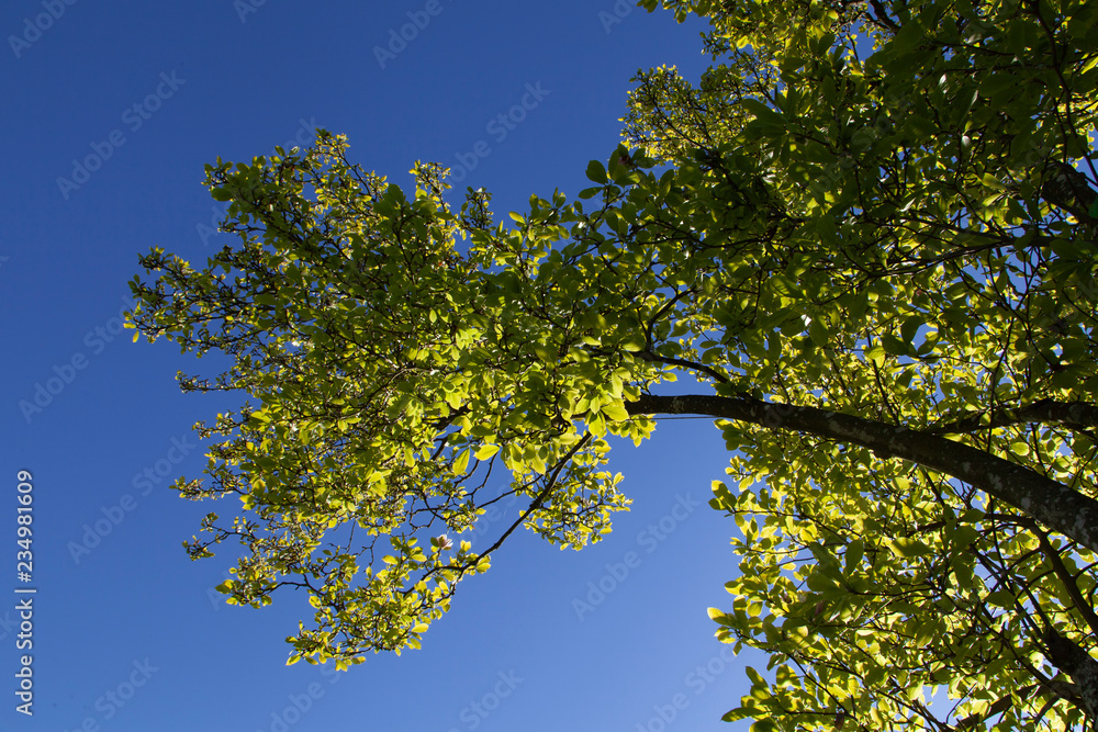 Fototapeta premium Les branches de l'arbre